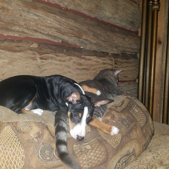 🐶🐱FOLLOW GAME!!!#2🐱🐶 - Picture 3 of 4